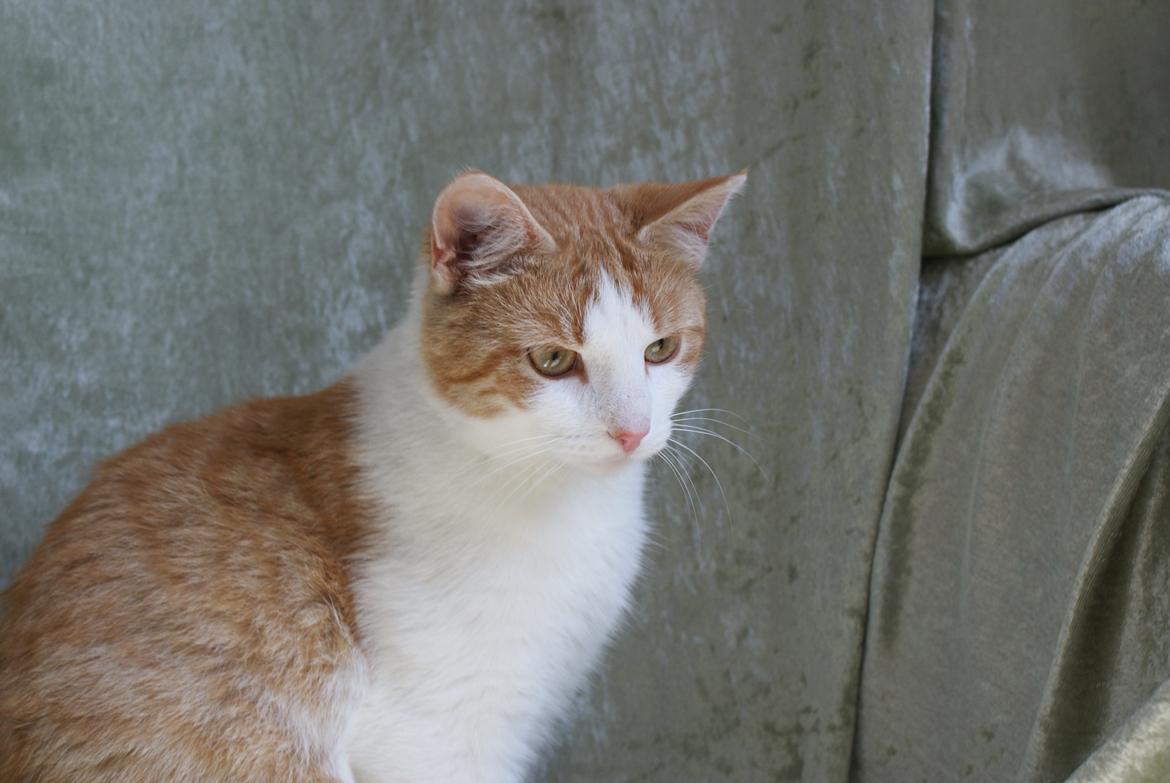 Blanding af racer Zenyo billede 9