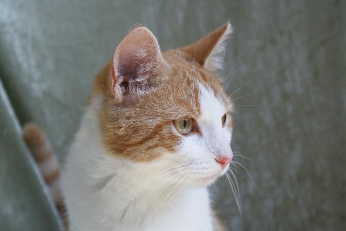 Blanding af racer Zenyo billede 10