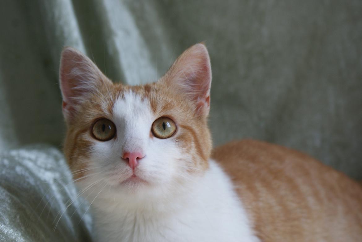 Blanding af racer Zenyo billede 12