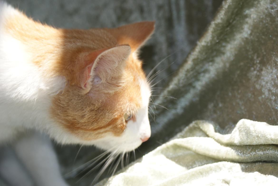 Blanding af racer Zenyo billede 13