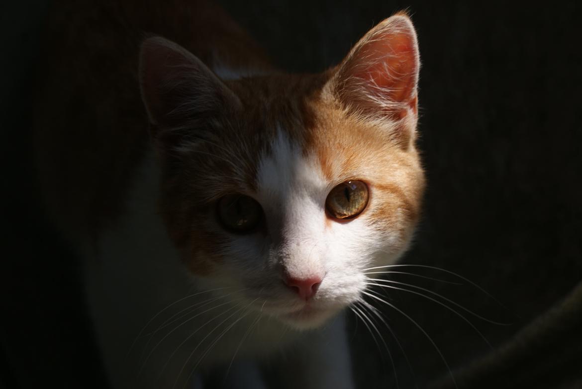 Blanding af racer Zenyo - Zenyo billede 1