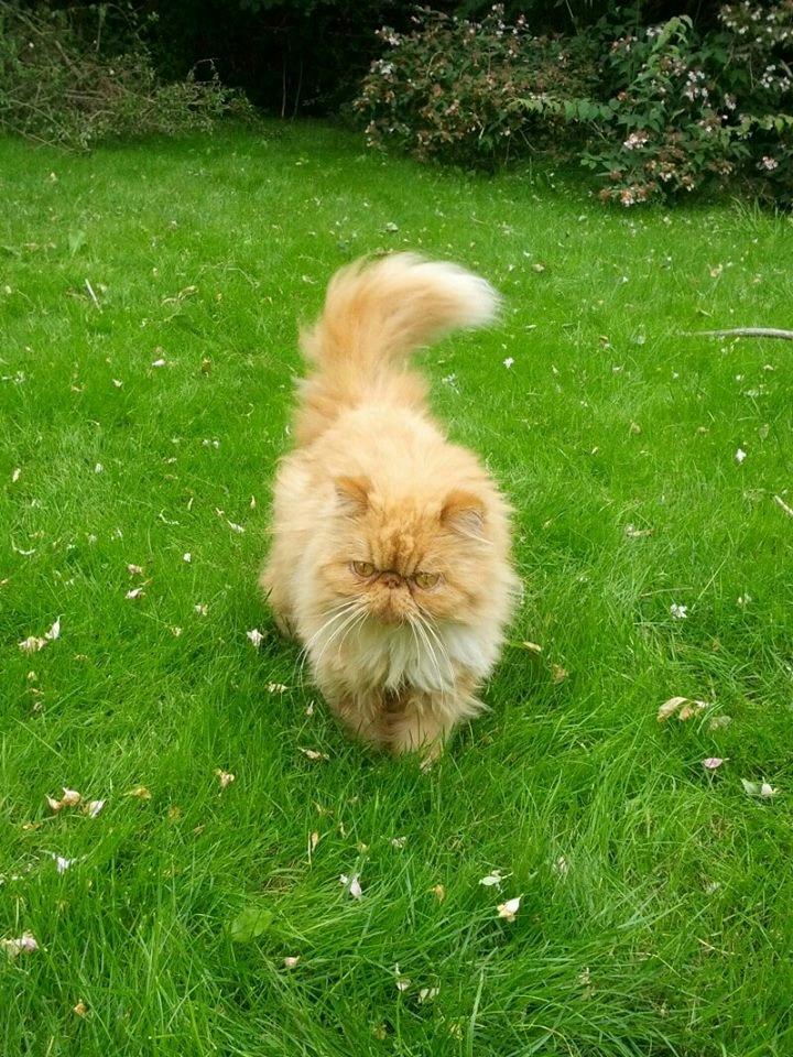 Perser Saffi billede 8