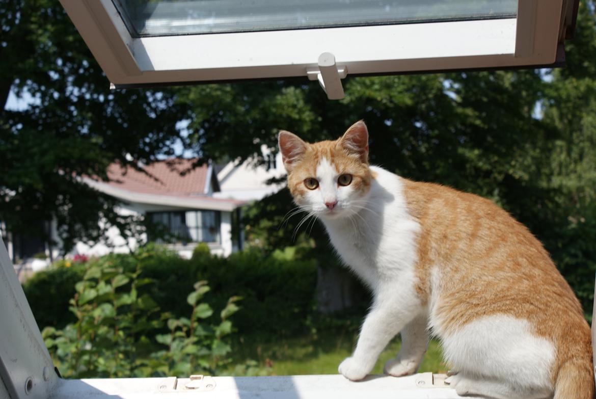Blanding af racer Zenyo - På vej ud af vinduet? billede 14
