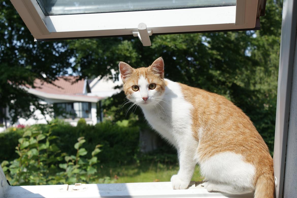 Blanding af racer Zenyo billede 15