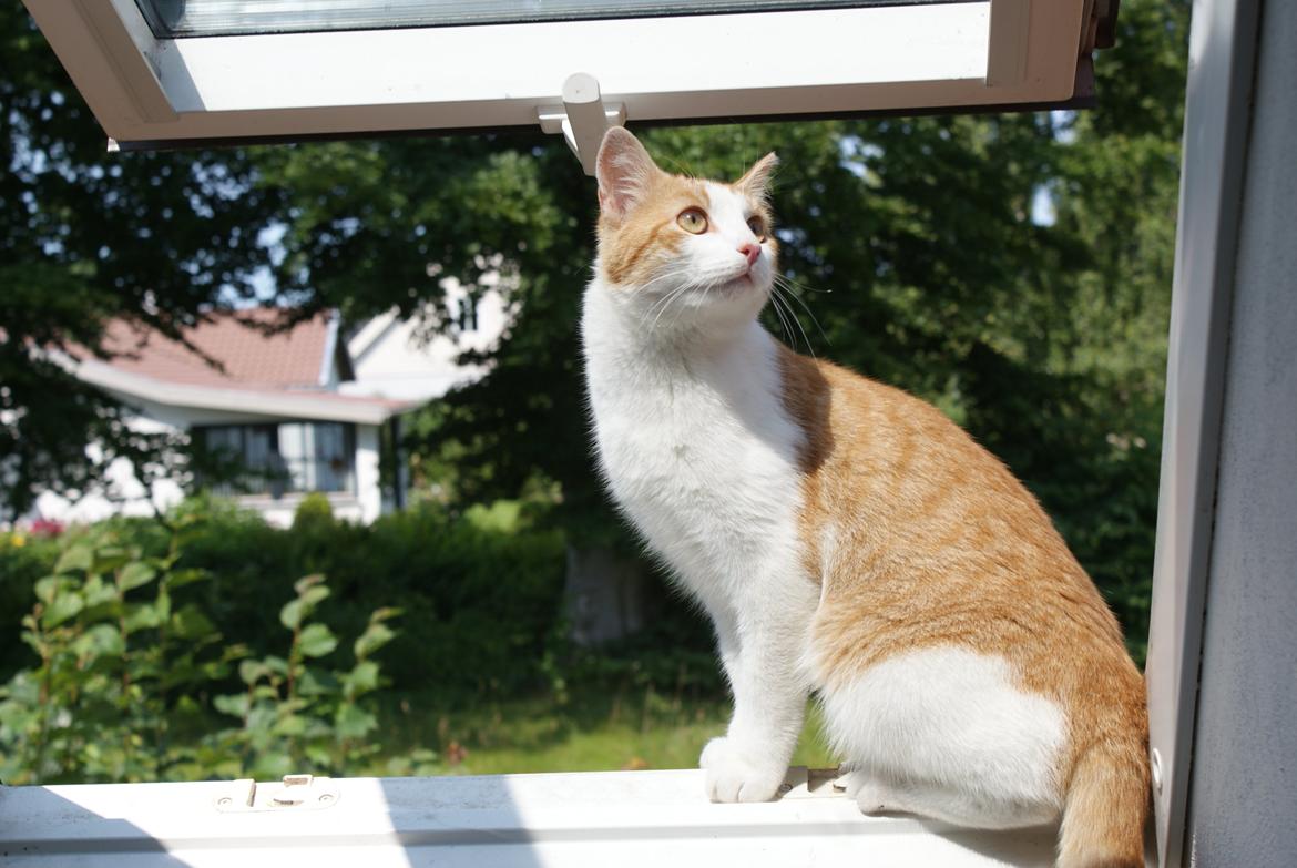 Blanding af racer Zenyo billede 16