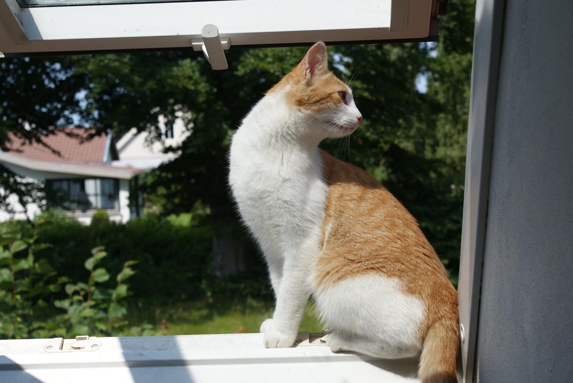 Blanding af racer Zenyo billede 18