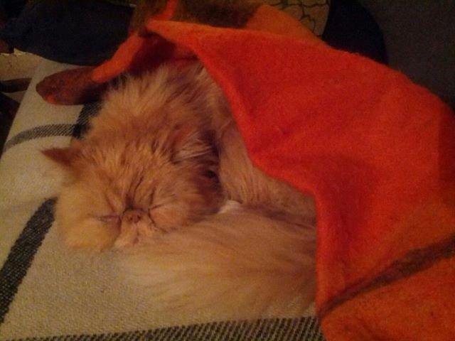 Perser Saffi billede 11