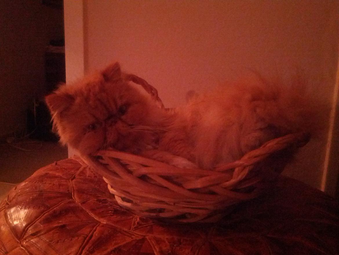 Perser Saffi billede 5