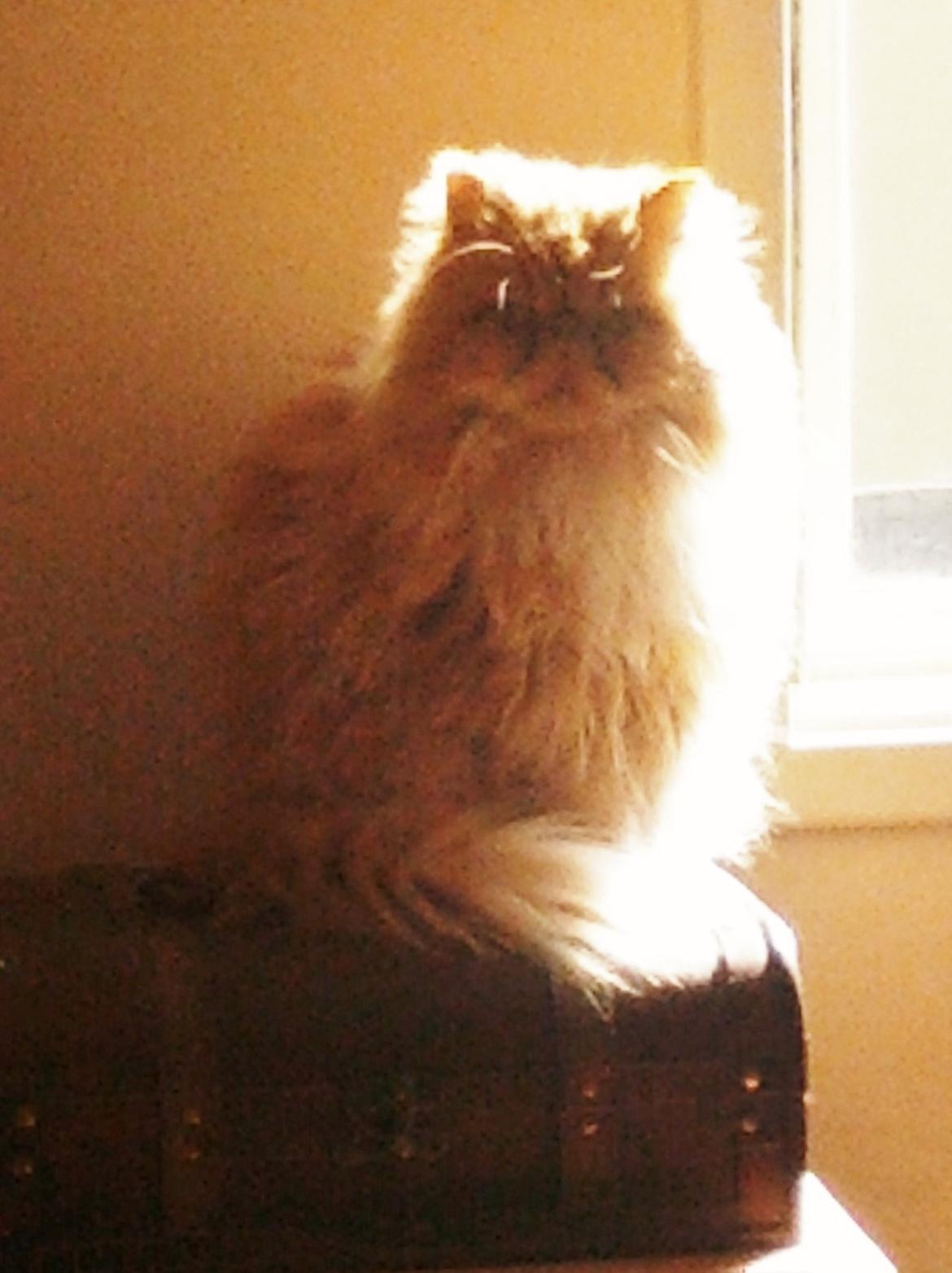 Perser Saffi billede 2