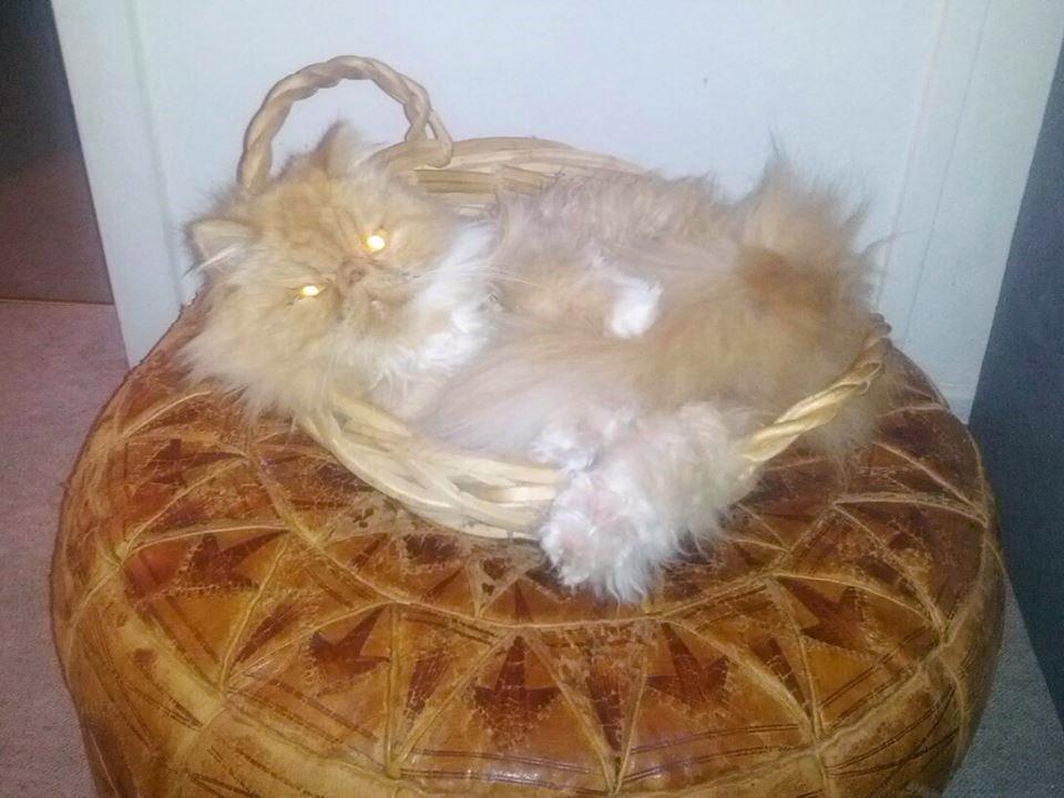 Perser Saffi billede 13