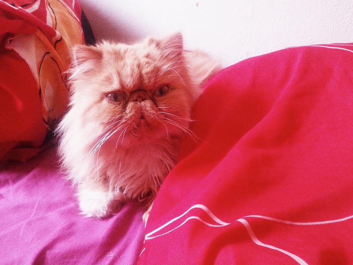 Perser Saffi billede 14