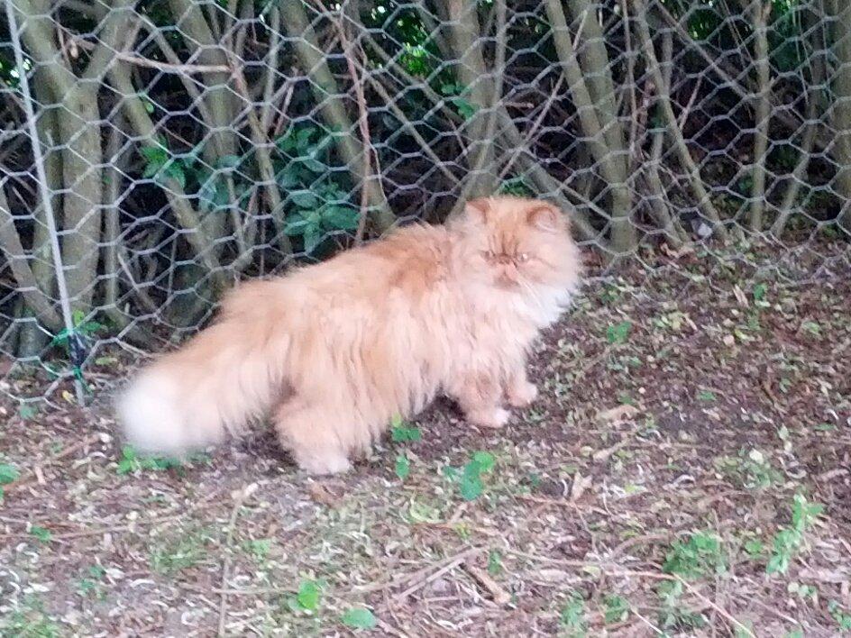 Perser Saffi billede 6