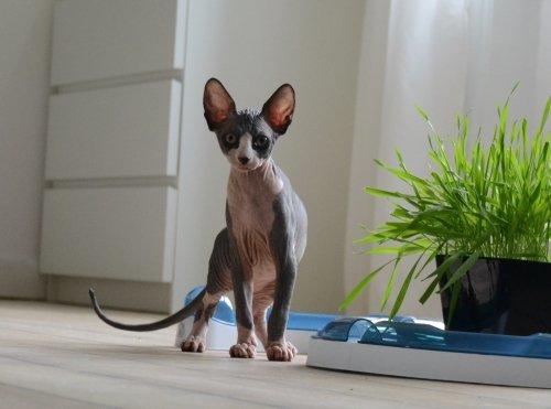 Sphynx Divya Das billede 1