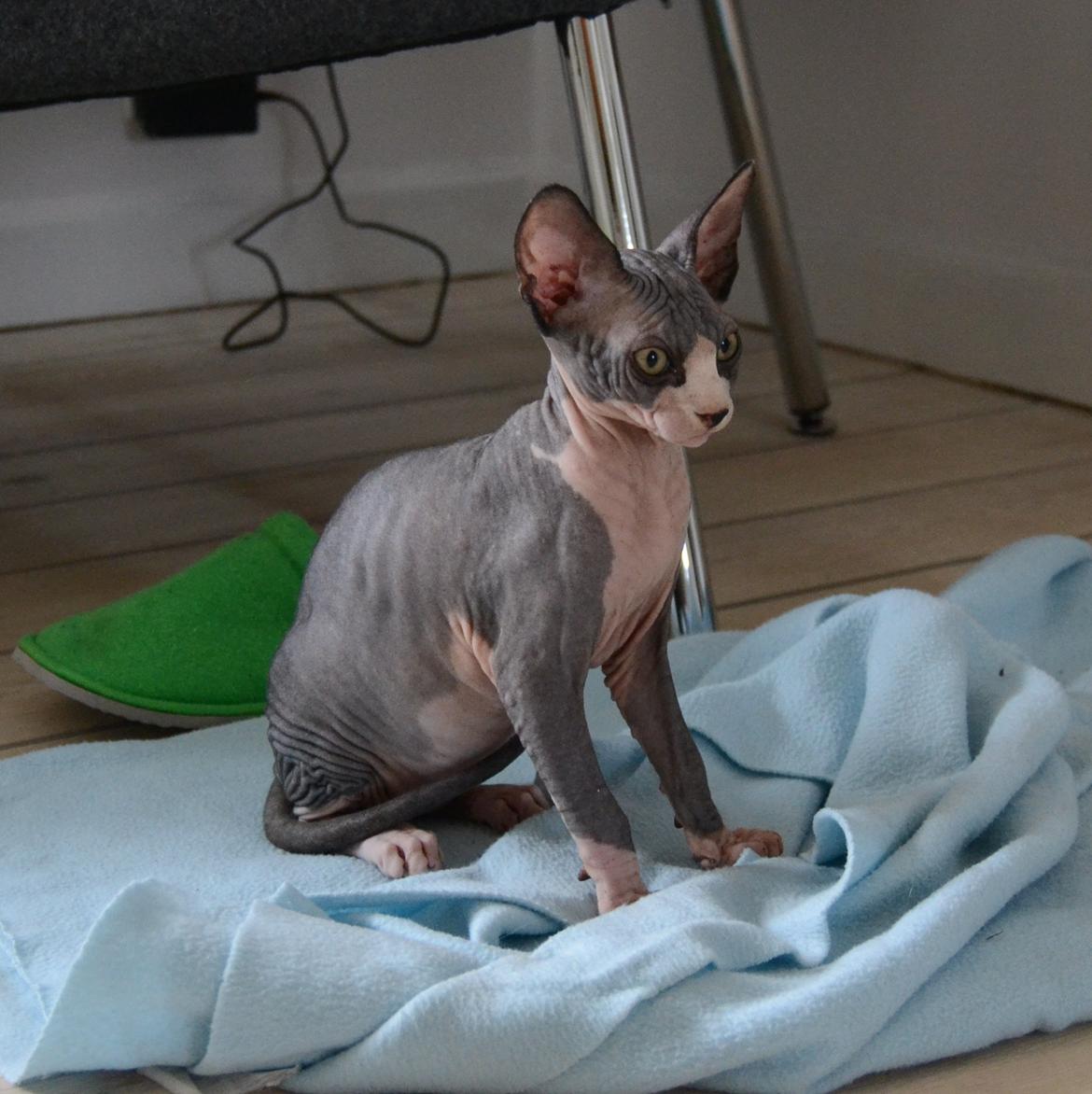 Sphynx Divya Das billede 2
