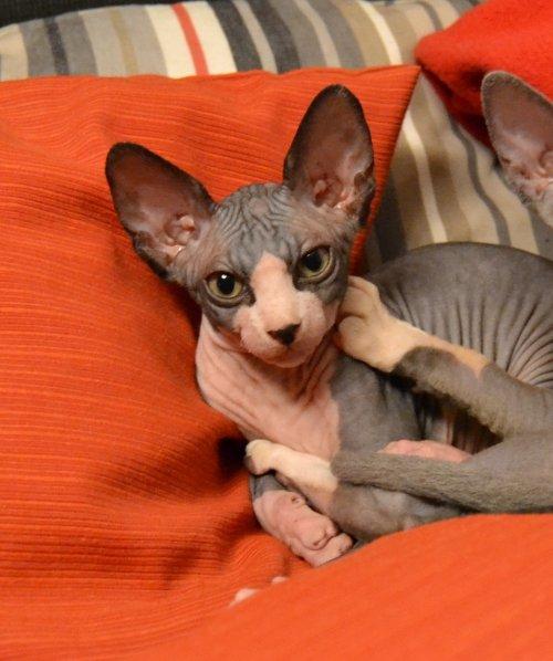 Sphynx Divya Das billede 3