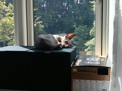 Sphynx Divya Das billede 4