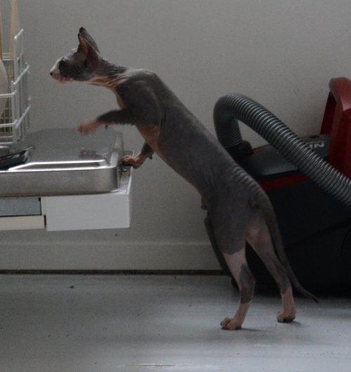 Sphynx Divya Das billede 5