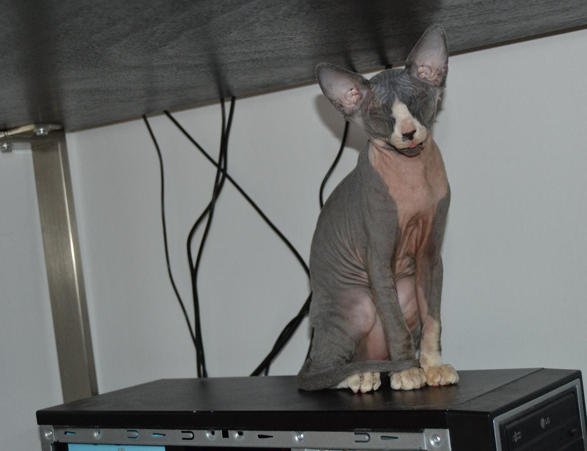 Sphynx Marianne billede 1
