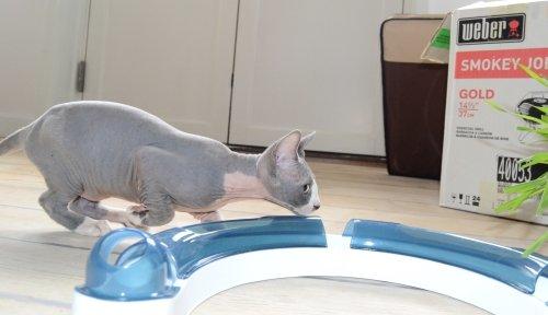 Sphynx Marianne billede 2