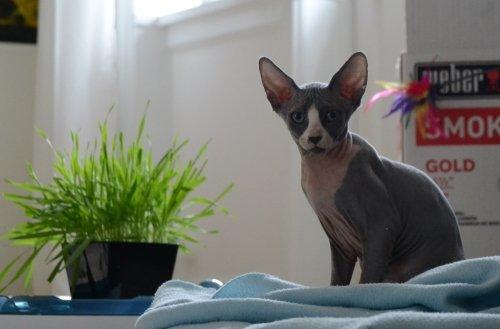 Sphynx Marianne billede 3