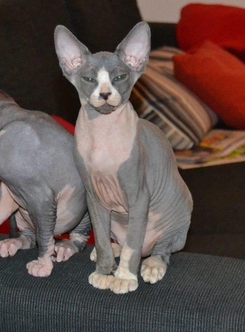 Sphynx Marianne billede 4