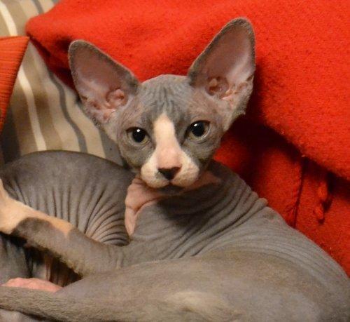 Sphynx Marianne billede 5