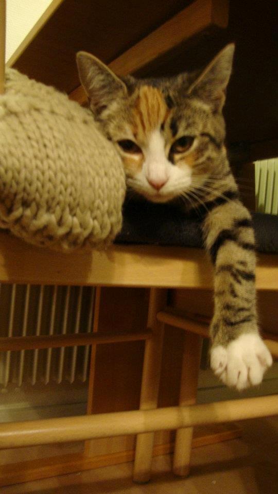 Huskat Daisy - Daisy ca. 7 måneder gammel. billede 1