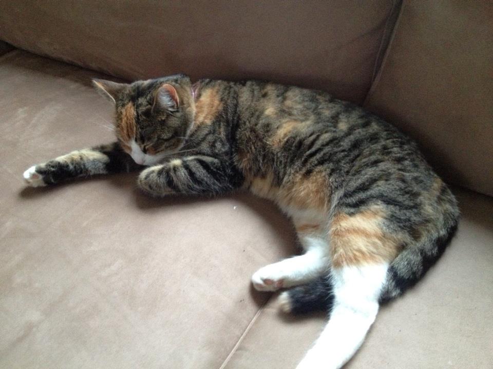 Huskat Daisy - Favorit pladsen :-) billede 2