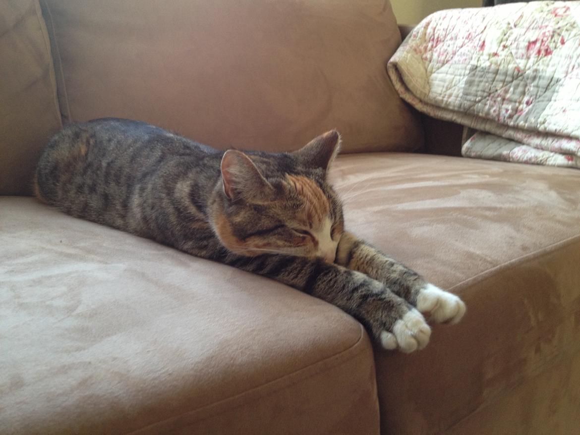 Huskat Daisy - Stadig favorit pladsen ;-) billede 3