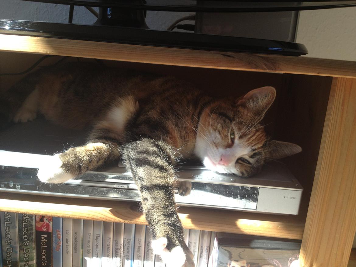 Huskat Daisy - Fandt lige en plads i solen :-) billede 4