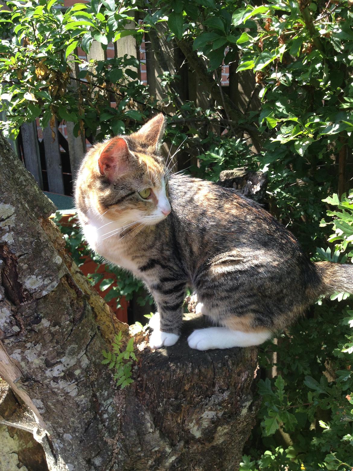 Huskat Daisy - Udsigt pladsen... billede 5