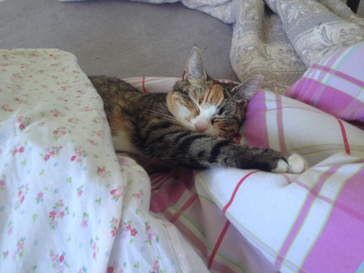 Huskat Daisy - Daisy i drømmeland :-) billede 6