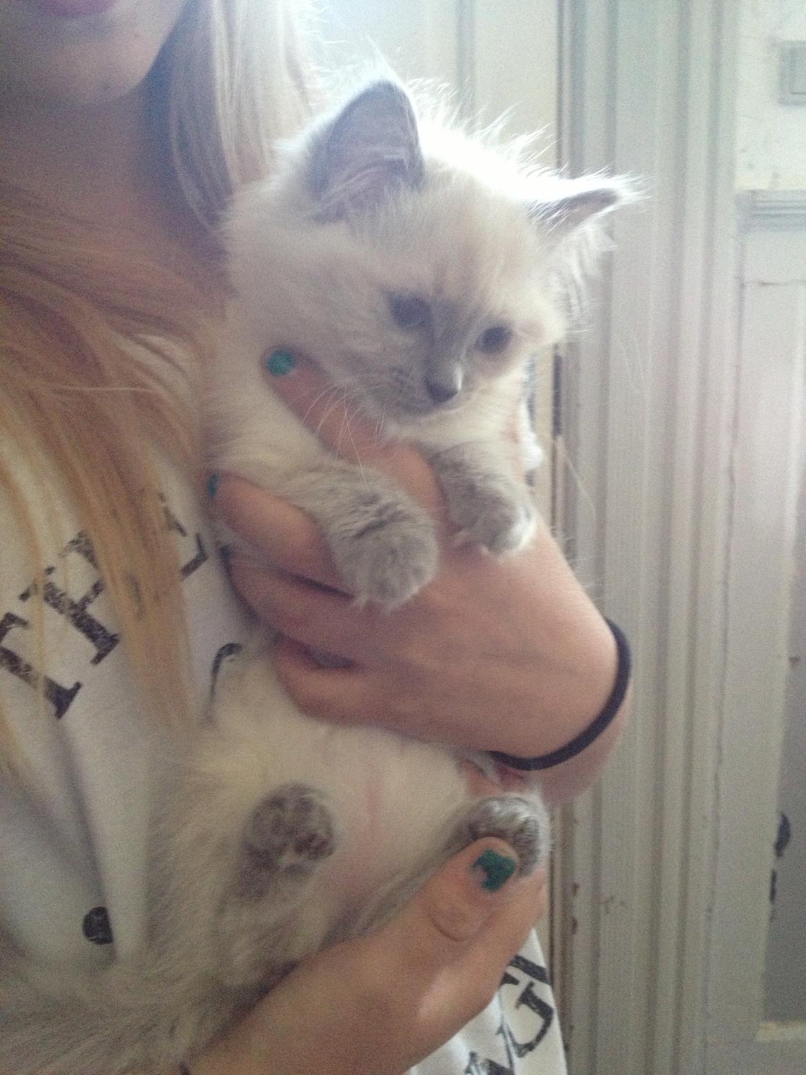Ragdoll Miss Nova - Første gang vi så lille Nova  :-) billede 1