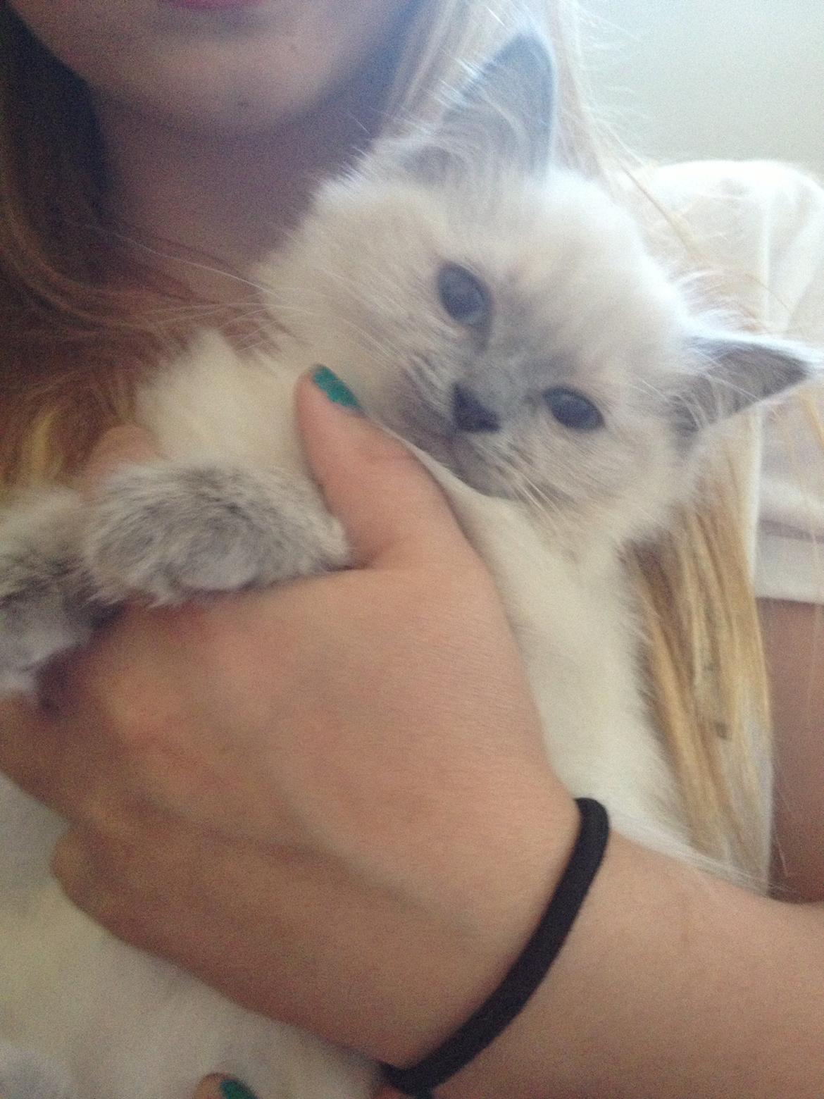Ragdoll Miss Nova - Nova 11 uger gammel, vi viste med det samme at det skulle være hende... billede 2