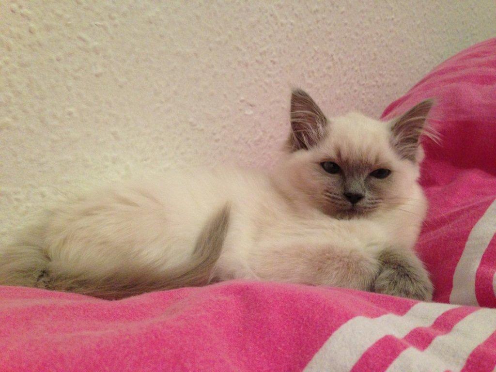 Ragdoll Miss Nova - Første dag vi fik hende. Hun føler sig allerede godt til pas i min datters seng ;-) billede 4