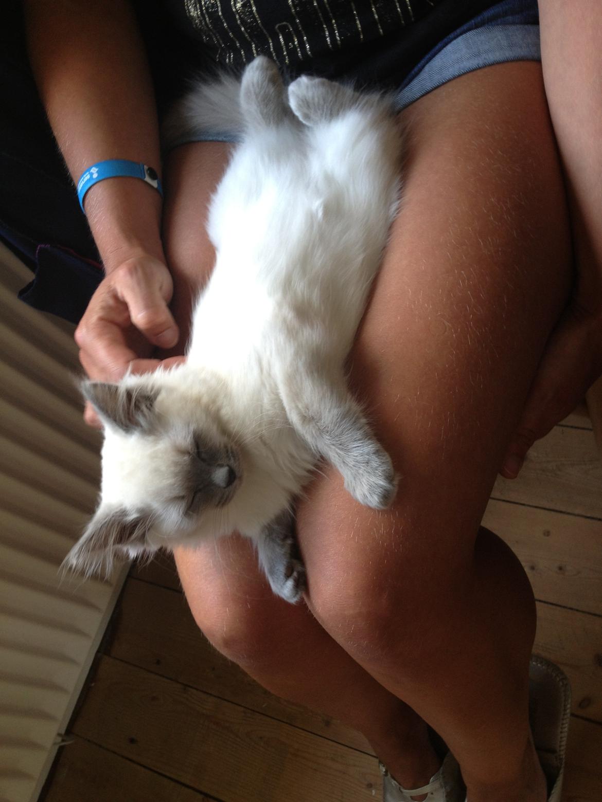 Ragdoll Miss Nova - Anden dag herhjemme, nyder at få opmærksom ;-) billede 5