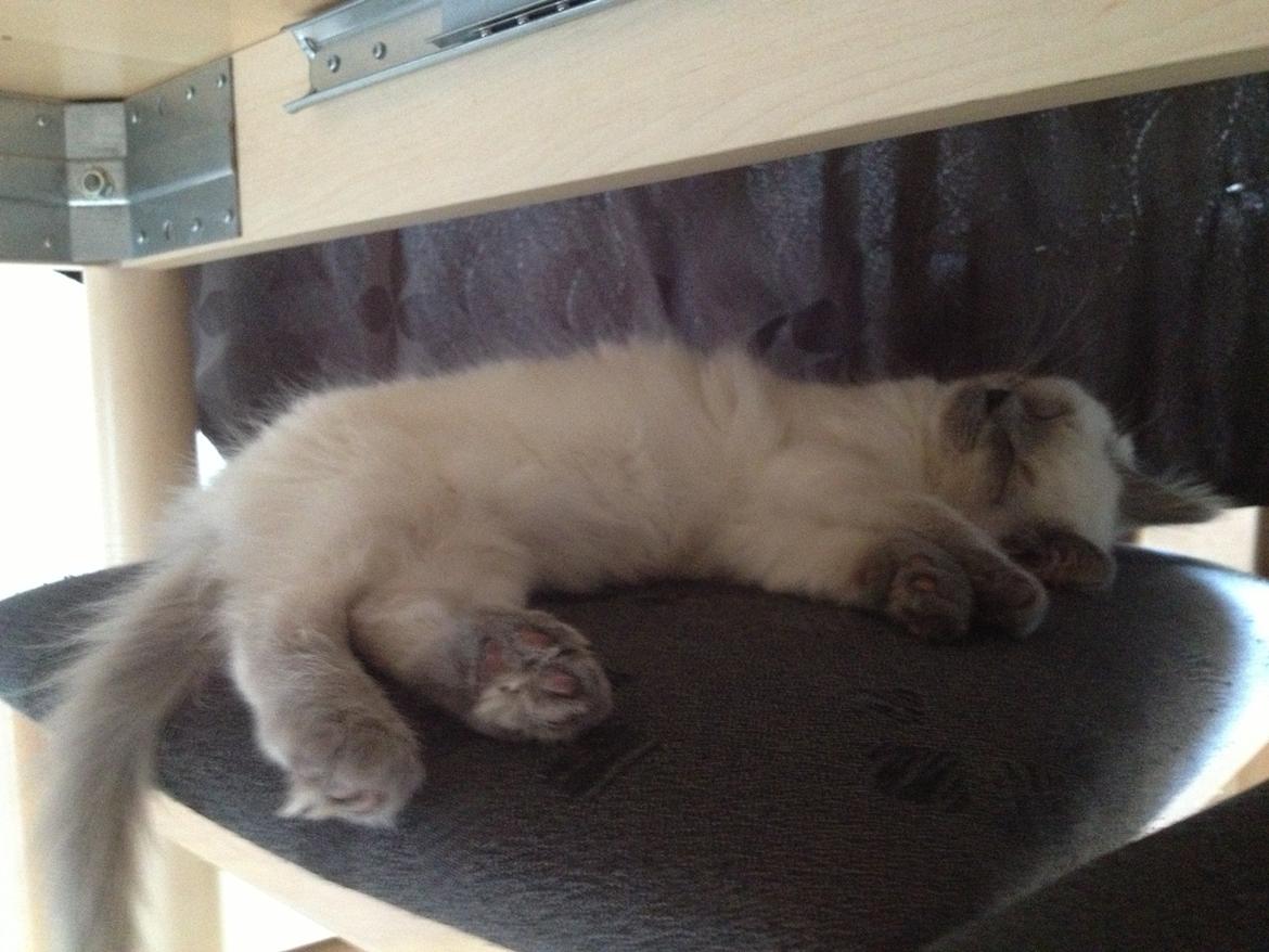 Ragdoll Miss Nova - Totalt i drømmeland :-) billede 7
