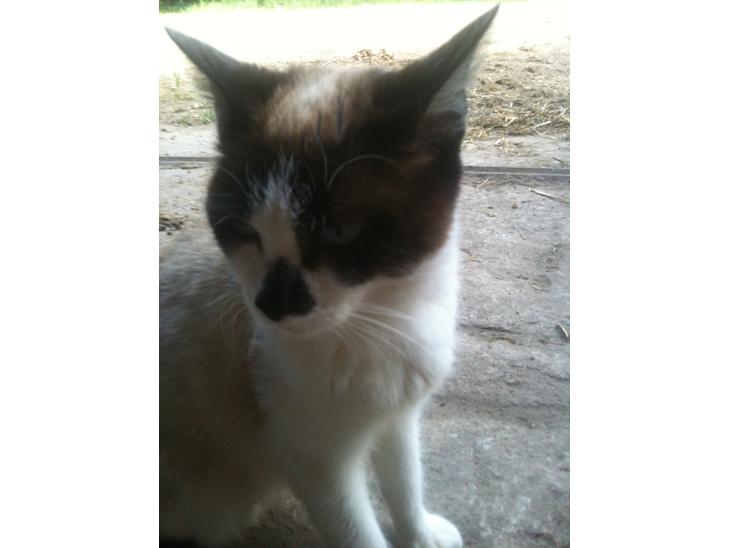 {{currentPhoto.altText}} billede {{currentPhoto.number}}