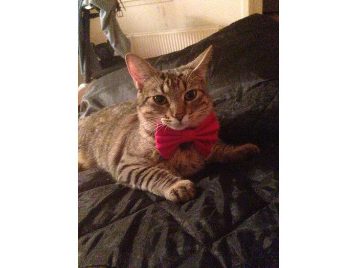 {{currentPhoto.altText}} billede {{currentPhoto.number}}