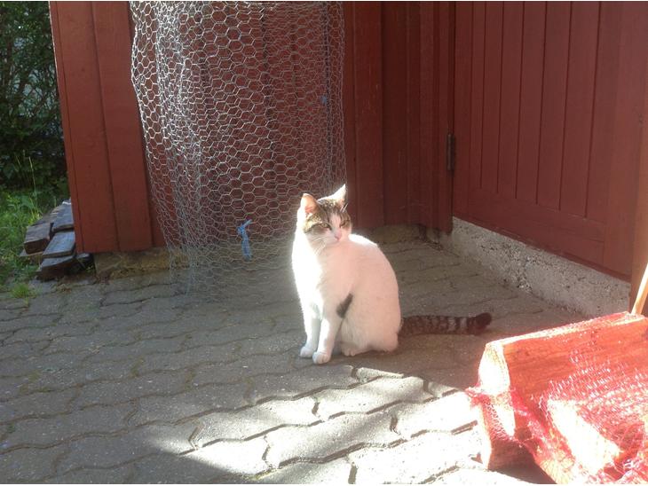 Huskat Cleo billede 2