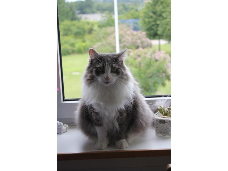 {{currentPhoto.altText}} billede {{currentPhoto.number}}