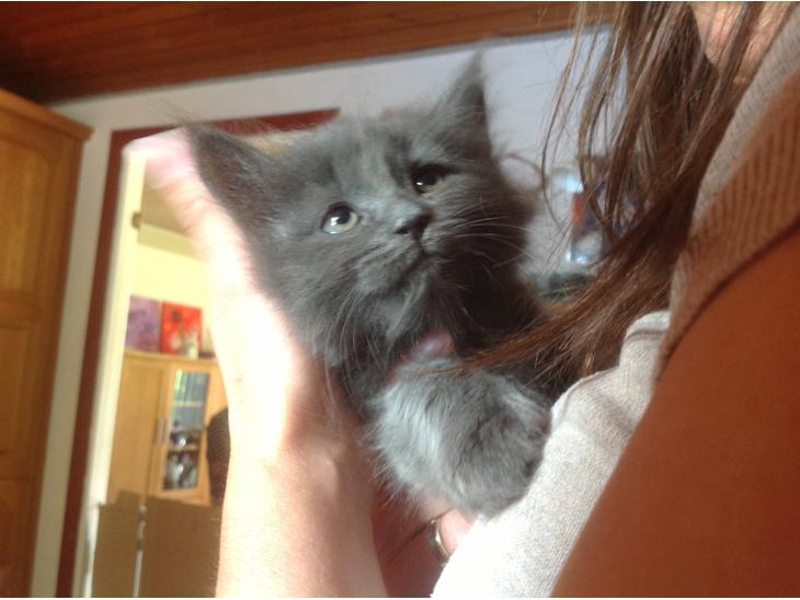 Huskat Vilma billede 1