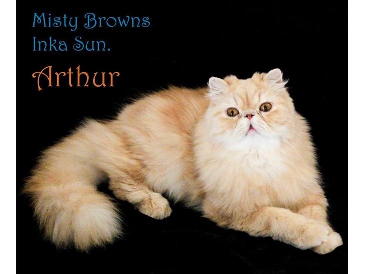 Perser Misty Brown' s Inka Sun (Arthur) billede 1