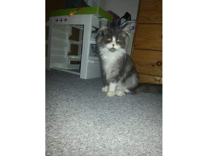 Blanding af racer Fluffy<3 R.I.P - Fluffy dreng<3 billede 1