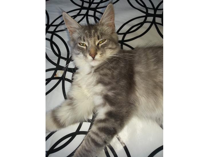 {{currentPhoto.altText}} billede {{currentPhoto.number}}