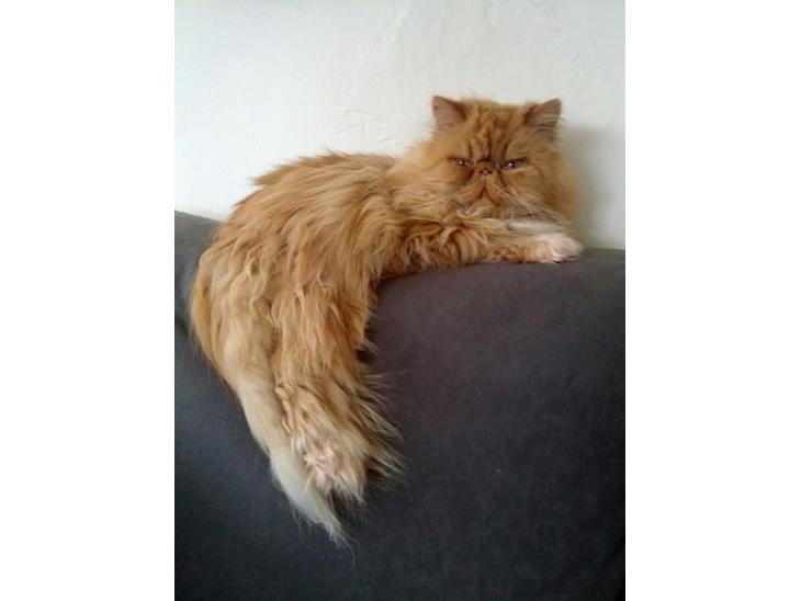 Perser Saffi billede 1