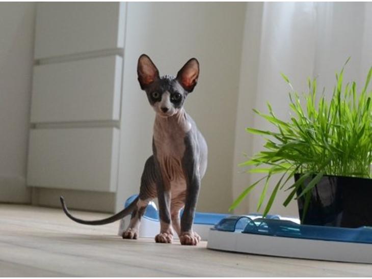 Sphynx Divya Das billede 1