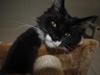 Maine Coon DK's Lillieqvist's Backgammon (Tyson)