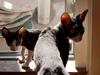Cornish Rex Selena Light's Zodiak of Loveid [ Himmelkat]