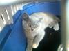 British Shorthair Nora